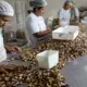 The nuts are then sorted and bagged. Image by Sam Eaton. Brazil, 2018. 