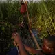 Alphonsi Ndoma (in red T-shirt) and Guylain Mudjombe check their nets and fish in marshes on the Congo river near Kinshasa. Alphonsi clears bushes to take their pirogue further into the marsh. Fishing activities on swampy shorelines carry a high risk of coming into contact with venomous snakes. Image by Hugh Kinsella Cunningham. Congo, 2019.