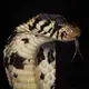 The forest cobra produces a neurotoxic venom that causes shock, fever, dizziness, pain, paralysis and respiratory issues. Cobras become highly aggressive when they feel threatened and are a major snakebite risk. Image by Hugh Kinsella Cunningham. Congo, 2019.