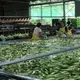 Workers process bananas in baths of pesticide, exposing their skin to pesticide solution. Image by Madison Stewart. Costa Rica, 2019.