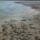 A woman walks among the shallow water seaweed farms on Zanzibar's main island. Image by Haley Joelle Ott. Zanzibar, 2017.