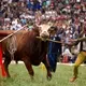 Yi men control a bull at a bull fight during Torch Festival celebrations in Liangshan prefecture, Sichuan province. Image by Max Duncan. China, 2016.