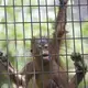 Mahal, an orangutan who was rejected by his mother at a Colorado zoo, plays in his enclosure at the Milwaukee County Zoo when he was about 9 months old. Image courtesy of the Milwaukee Journal Sentinel Files.