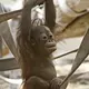 Mahal, an orangutan who was rejected by his mother at a Colorado zoo, plays in his enclosure at the Milwaukee County Zoo when he was about 9 months old. Image courtesy of the Milwaukee Journal Sentinel Files.