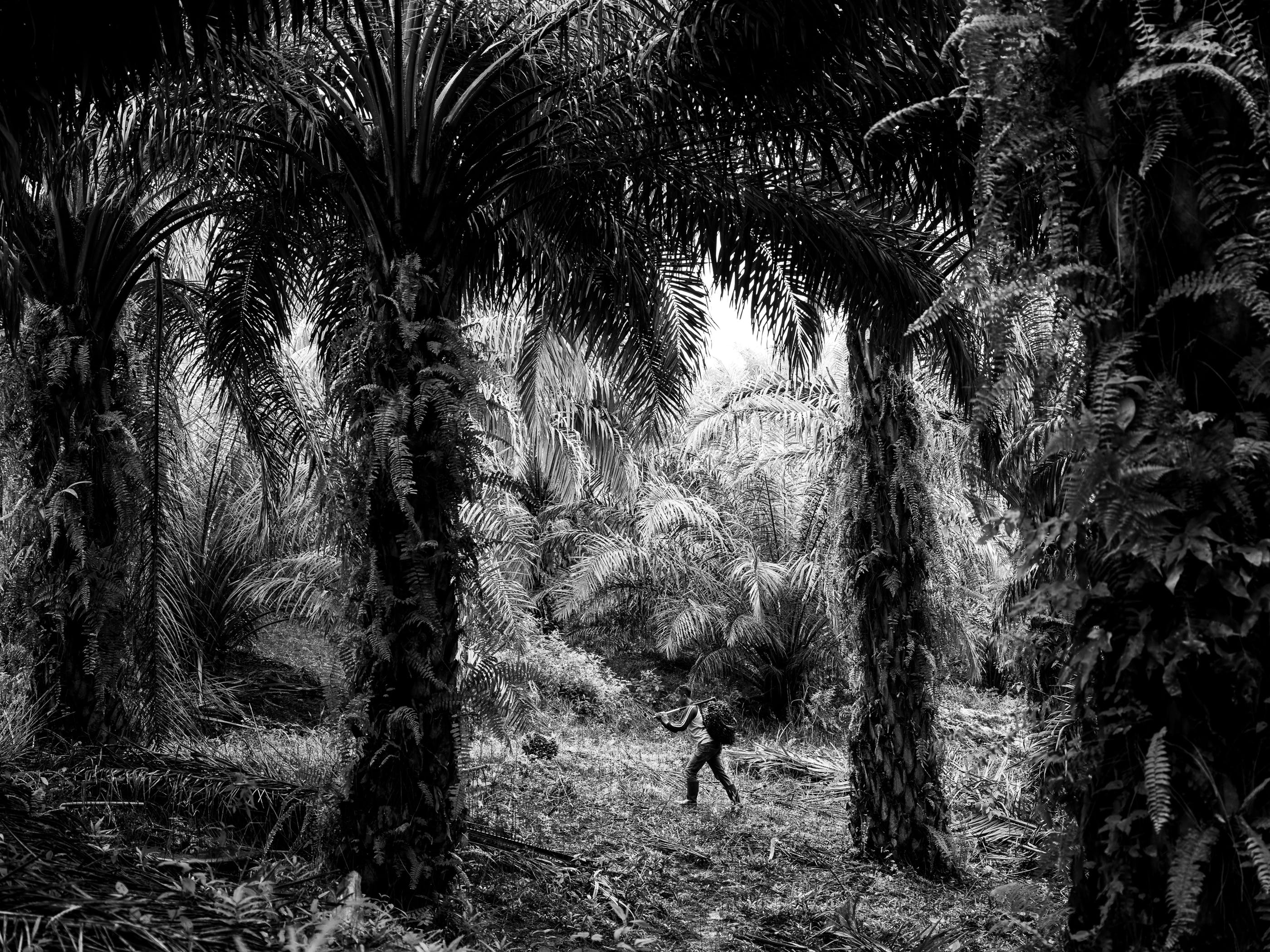 Palm oil is a billion-dollar industry that significantly contributes to the economy of Indonesia, which is a major global supplier and has plantations that stretch for millions of hectares. In this picture, farmer Puryito carries a palm fruit on a plantation in Kandis. Puryito’s whole family works on the plantations. Image by Xyza Cruz Bacani. Indonesia, 2018. Palm oil is a billion-dollar industry that significantly contributes to the economy of Indonesia, which is a major global supplier and has plantations that stretch for millions of hectares. In this picture, farmer Puryito carries a palm fruit on a plantation in Kandis. Puryito’s whole family works on the plantations. Image by Xyza Cruz Bacani. Indonesia, 2018.